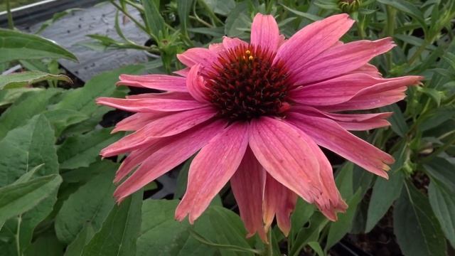Echinacea ´SunSeekers Rainbow´ čes. třapatkovka смотреть онлайн