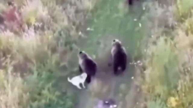 Лайка подружилась с медведями смотреть онлайн
