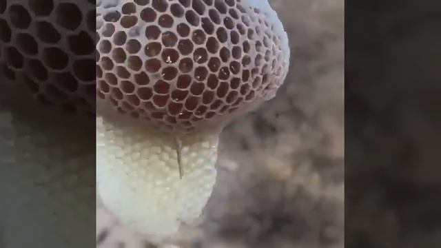 Что толька ни строят пчелы смотреть онлайн