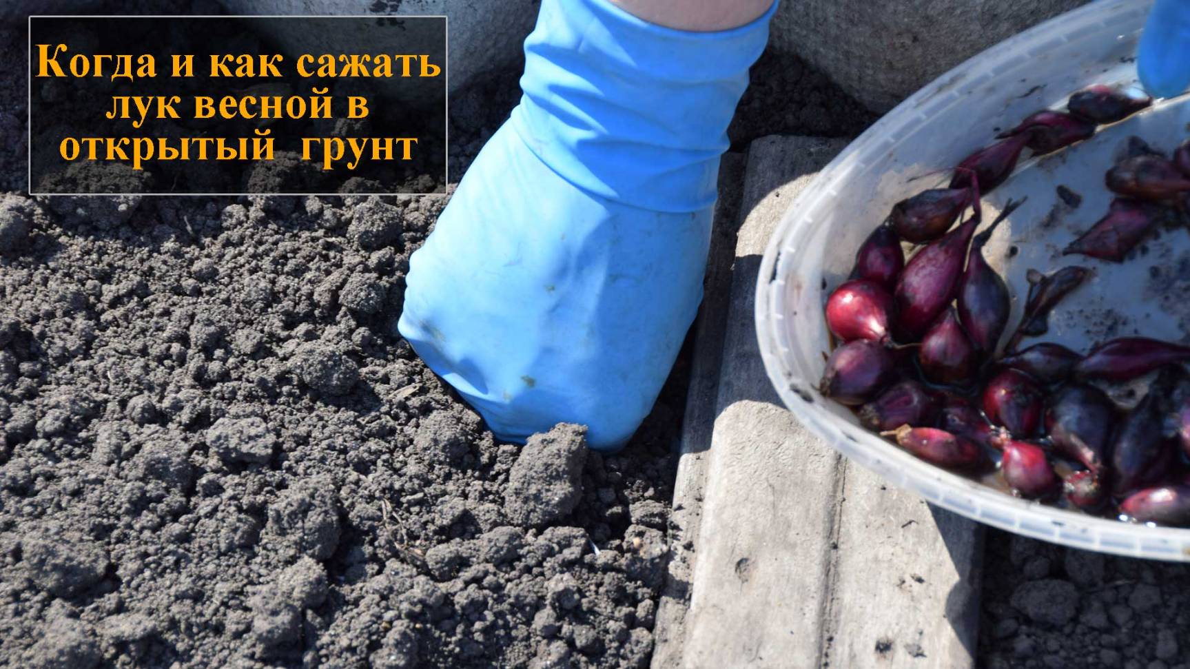 Когда сажать лук весной в открытый грунт смотреть онлайн
