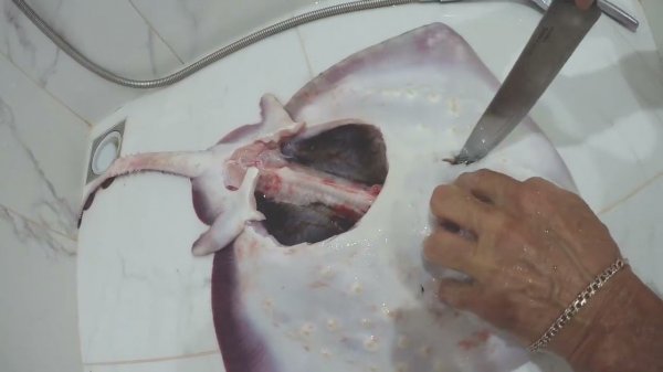 Рыбалка в Сочи, разделка ската.