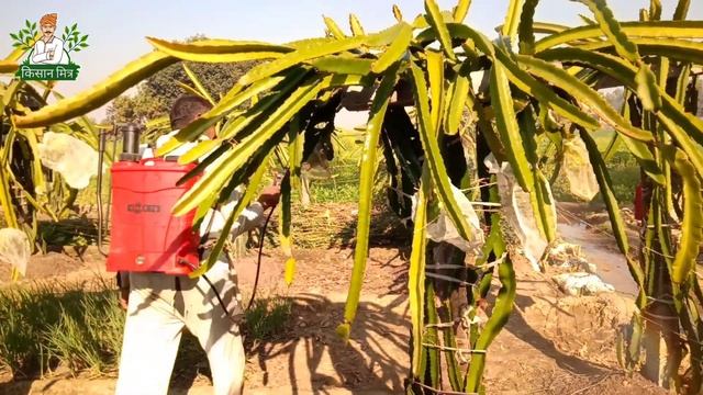 Disease Control In Dragon fruit farming| Dragon fruit farming Training series Ep-6|By Kisan Mitra смотреть онлайн