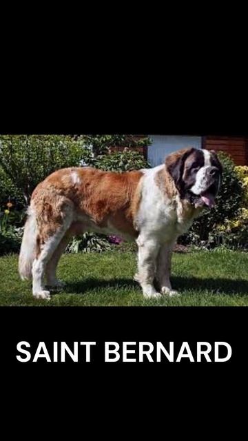 Do you know what the top 3 biggest dogs are? смотреть онлайн