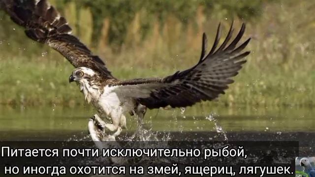 Скопа ( англ. Оsprey) смотреть онлайн