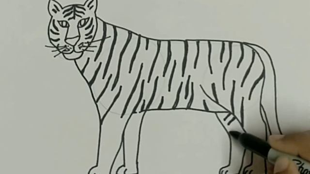 #62 - How to draw A Tiger / Easy Tiger Drawing / Animal Drawing смотреть онлайн