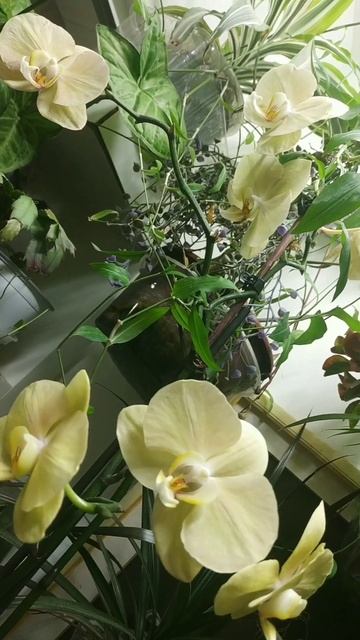 семь последних из 15 цветов открылись,и радуют своим зелёным цветом 🌞סחלב ירוק смотреть онлайн