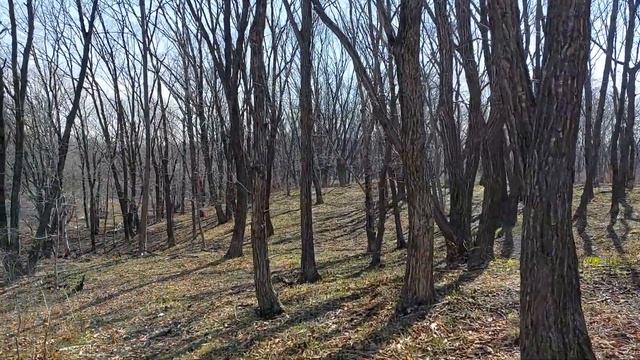 Лес Апрельский погорельский. Прогулка до озера Липа. Тавричанка 27.04.2023 смотреть онлайн
