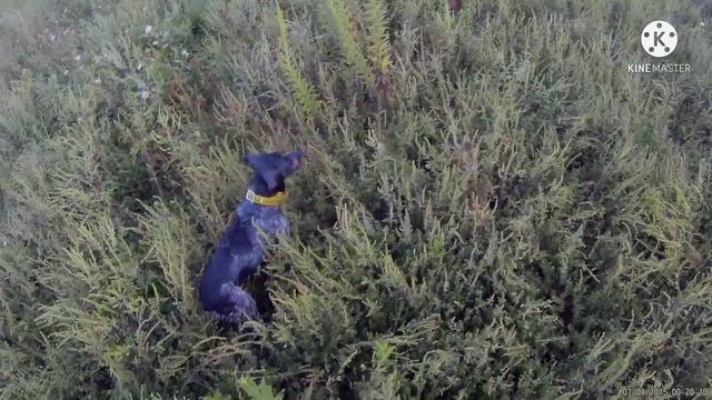 ჯერი Naslednitsa imperii lolita & Bono bretonique style смотреть онлайн