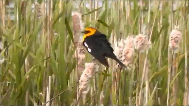 Yellow-headed Blackbird (Xanthocephalus xanthocephalus), William L. Finley NWR, Oregon смотреть онлайн