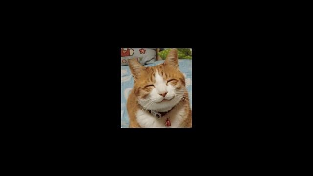 ПопКорн - Чудо кот смотреть онлайн