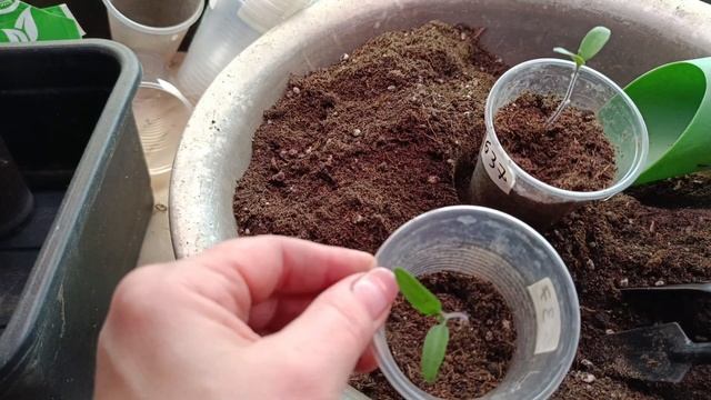 Сеянцы перешли из ясельной в первую младшую группу. смотреть онлайн