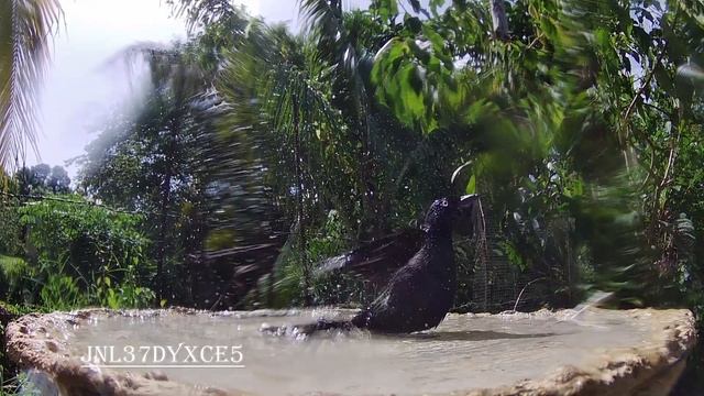 Bird Bath (1039) 🦅🚿 смотреть онлайн