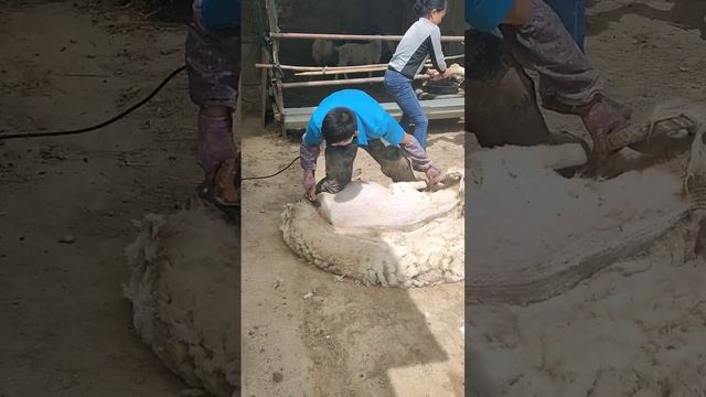 Sheep Shearing It doesn't hurt any animal Sheep shearing clip 24 смотреть онлайн