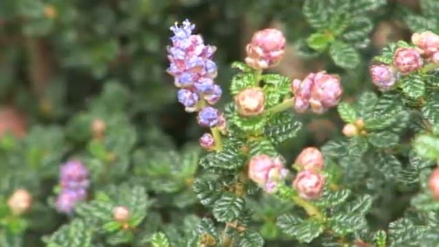 Garland Spring Plants смотреть онлайн