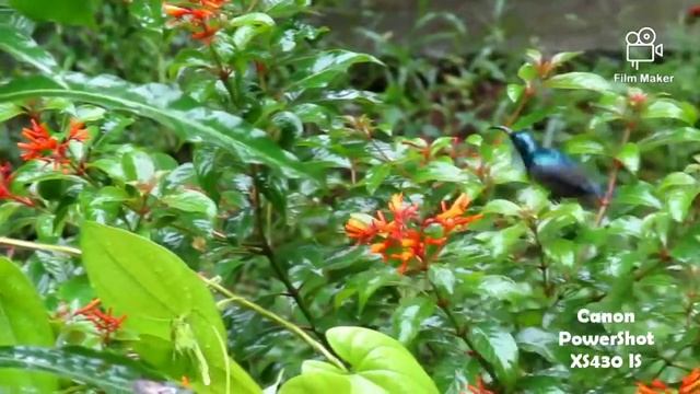 Male Purple Sunbird: Cinnyris asiaticus смотреть онлайн