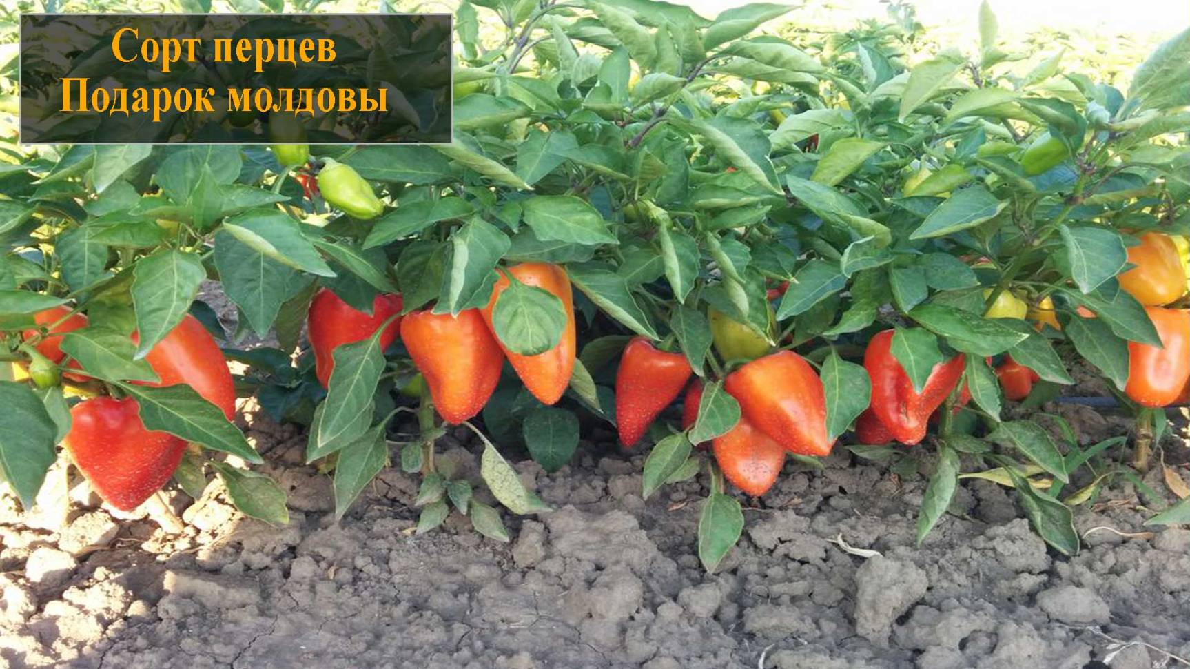 Сорт перцев Подарок молдовы смотреть онлайн