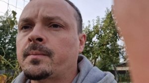 Томат гном "Мятные Полосы", красивый и отличный сорт! Dwarf "Peppermint Stripes" tomato variety 👌🍅