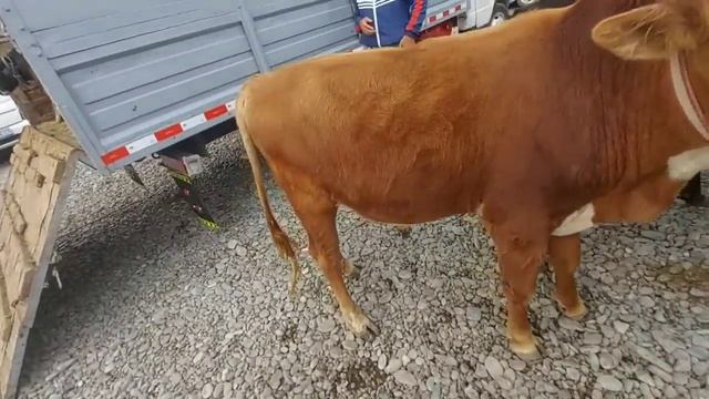 Молбозори Хамадони, Букаи Калон дар байни Бозор, нархи Бука, Гови Ширте, ва Хуроки Чорво, 18 октяб смотреть онлайн