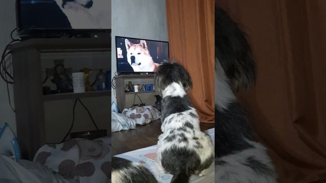 My Dog watching Hachiko смотреть онлайн