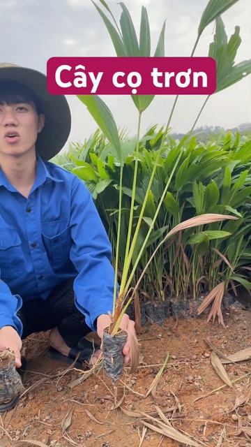 Cây Giống Cọ Trơn Hàng Vip || Cây Giống #caycotron #caygiongcotron смотреть онлайн