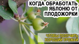 Когда обрабатывать яблоню от плодожорки