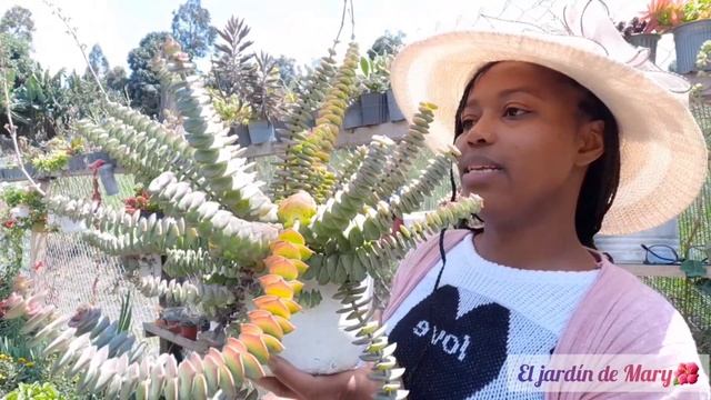 Crassula perforata | Cuidados |El jardín de Mary🌺 смотреть онлайн