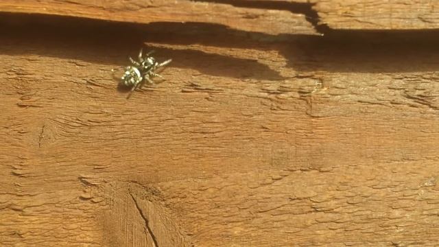 Zebra Spider!!!!! смотреть онлайн
