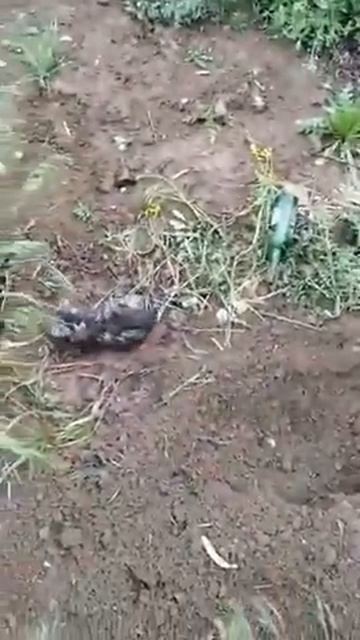 Лабрадоры нашли зарытого котенка смотреть онлайн