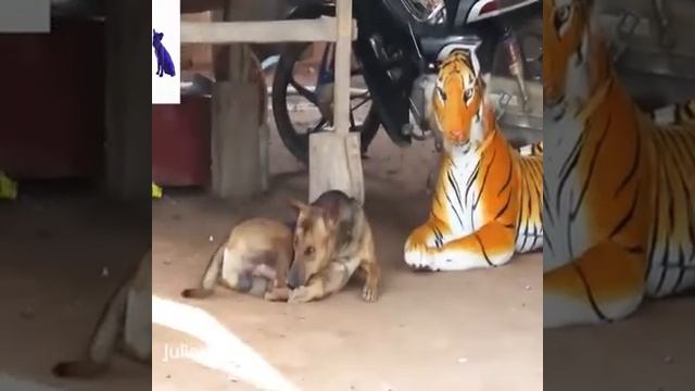 تجميعة_مقاطع_مضحكة_للقرود_والكلاب_2020🐒_حاول_تمنع_نفسك_من_الضحك_🤣😎