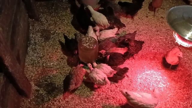 Деревенские хлопоты. смотреть онлайн