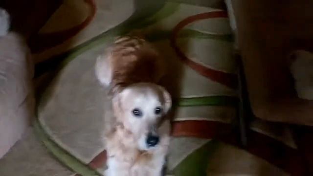 Моя замечательная собак смотреть онлайн