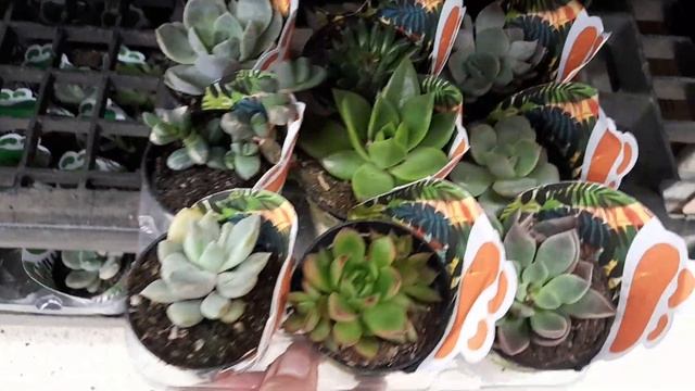 Achei suculentinhas muito barato, á 1,79 no mercado,😳😳 fiz a festa!! Confiram. смотреть онлайн