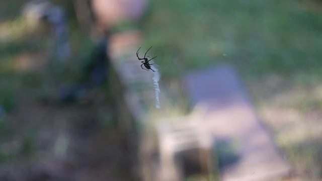 Yellow garden - Argiope aurantia - spider makes ZIG ZAG IN WEB 2 MINUTES and 27 SECONDS смотреть онлайн