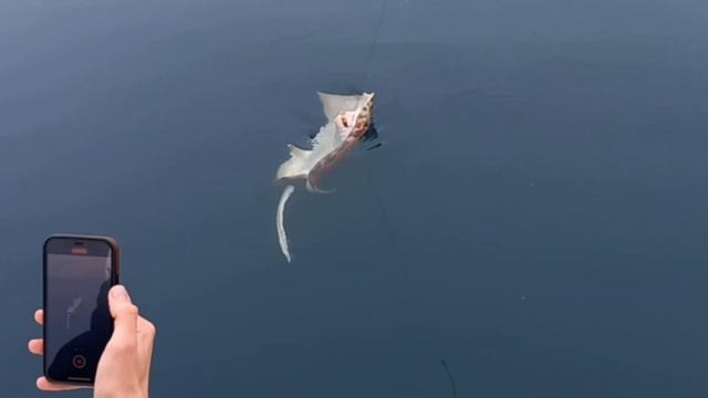 Трофейная рыбалка на ската в Сочи смотреть онлайн