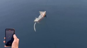 Трофейная рыбалка на ската в Сочи