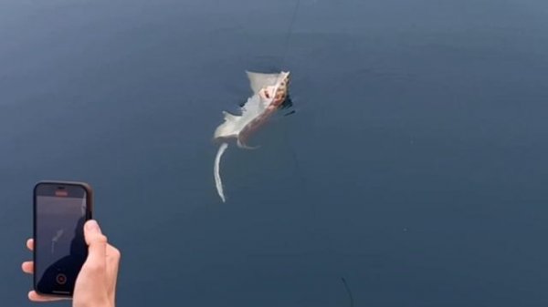 Трофейная рыбалка на ската в Сочи