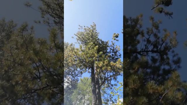 На кедр за орехом смотреть онлайн