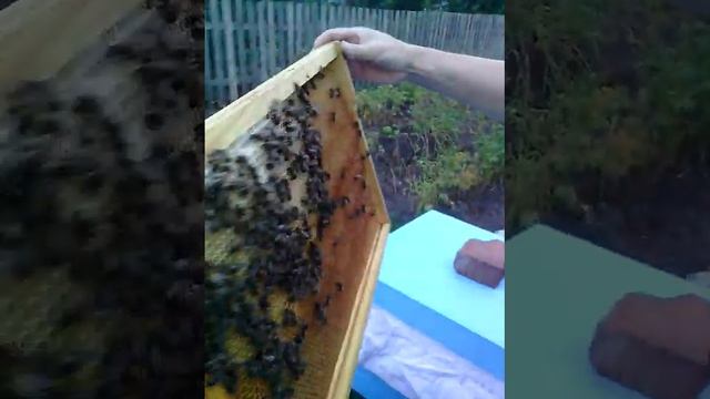 Пчеловодство с нуля смотреть онлайн