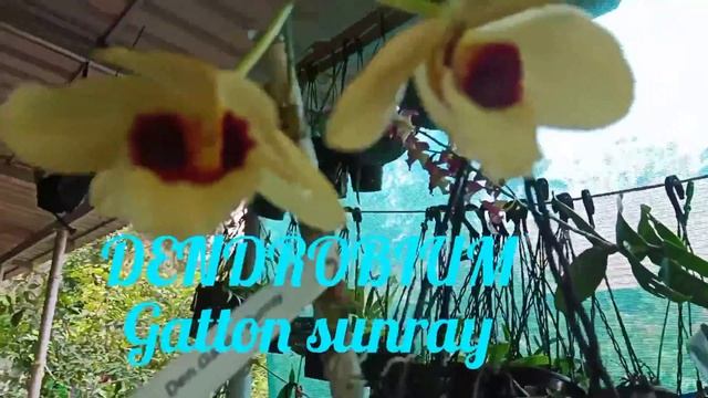 DEN. GATTON SUNRAY смотреть онлайн