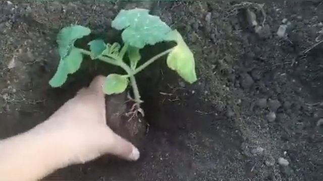 Асқабақ егу тәсілі///Мен қалай егемін?//// смотреть онлайн