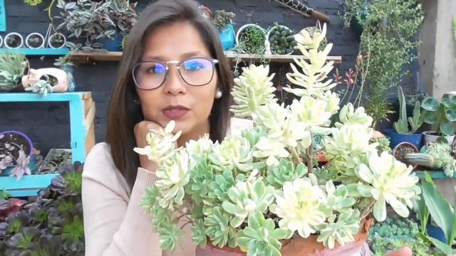 AEONIUM CASTELLO-PAIVAE VARIEGATA