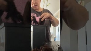 Посадка Ива Хакуро-Нишики/Первый опыт/начинающий садовод