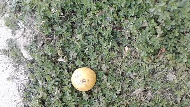 Зима в Израиле смотреть онлайн