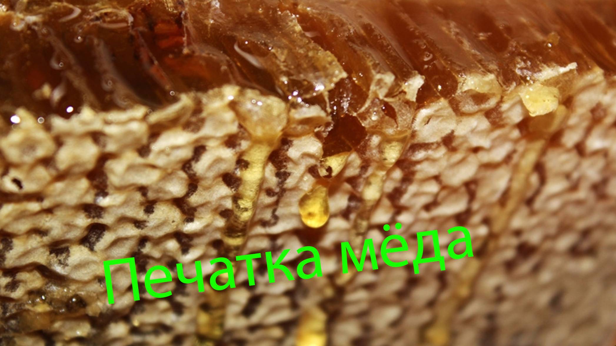 Профессор Кашковский про печатку мёда и зимовку пчёл смотреть онлайн