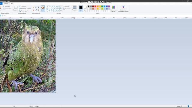 Какапо смотреть онлайн