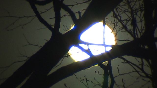 луна через дерево