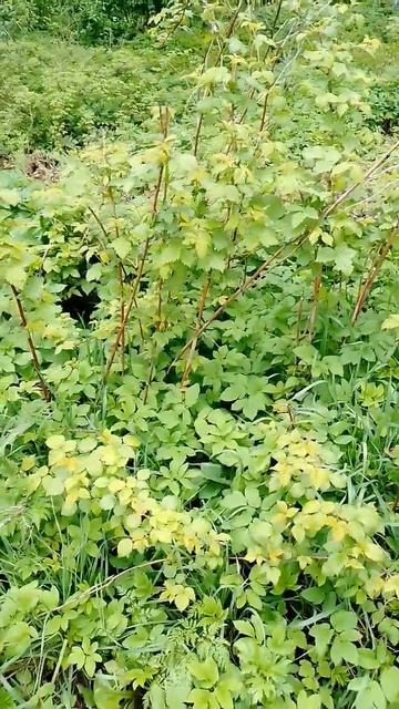 Растения и их влияние на психику