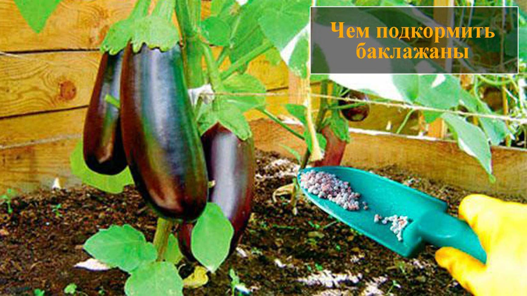 Чем подкормить баклажаны смотреть онлайн