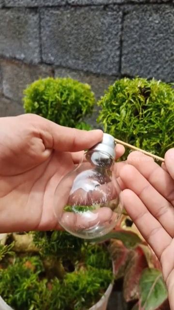 bulb plant setting | easy garden ideas | Garden craft #creatorstechworld #shorts смотреть онлайн