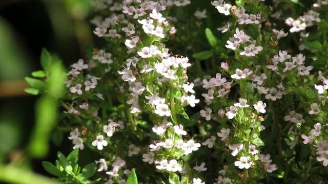 Thymus vulgaris смотреть онлайн